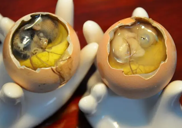 直播间卖的活珠子能吃吗_活珠子与毛鸡蛋的区别_活珠子营养价值