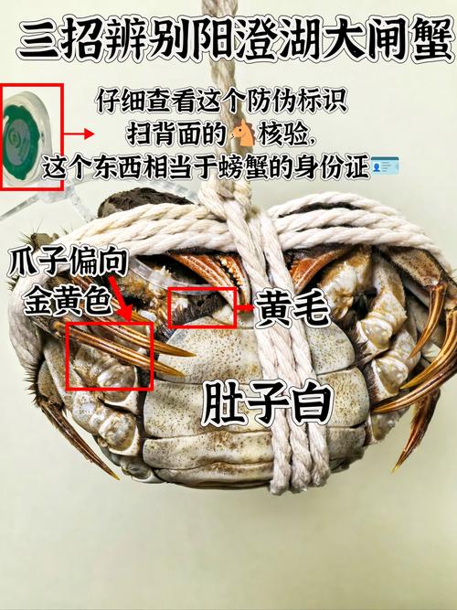 卖大闸蟹微商广告词_阳澄湖大闸蟹正宗产地 购买苏渔品牌蟹卡 阳澄湖大闸蟹协会认证防伪
