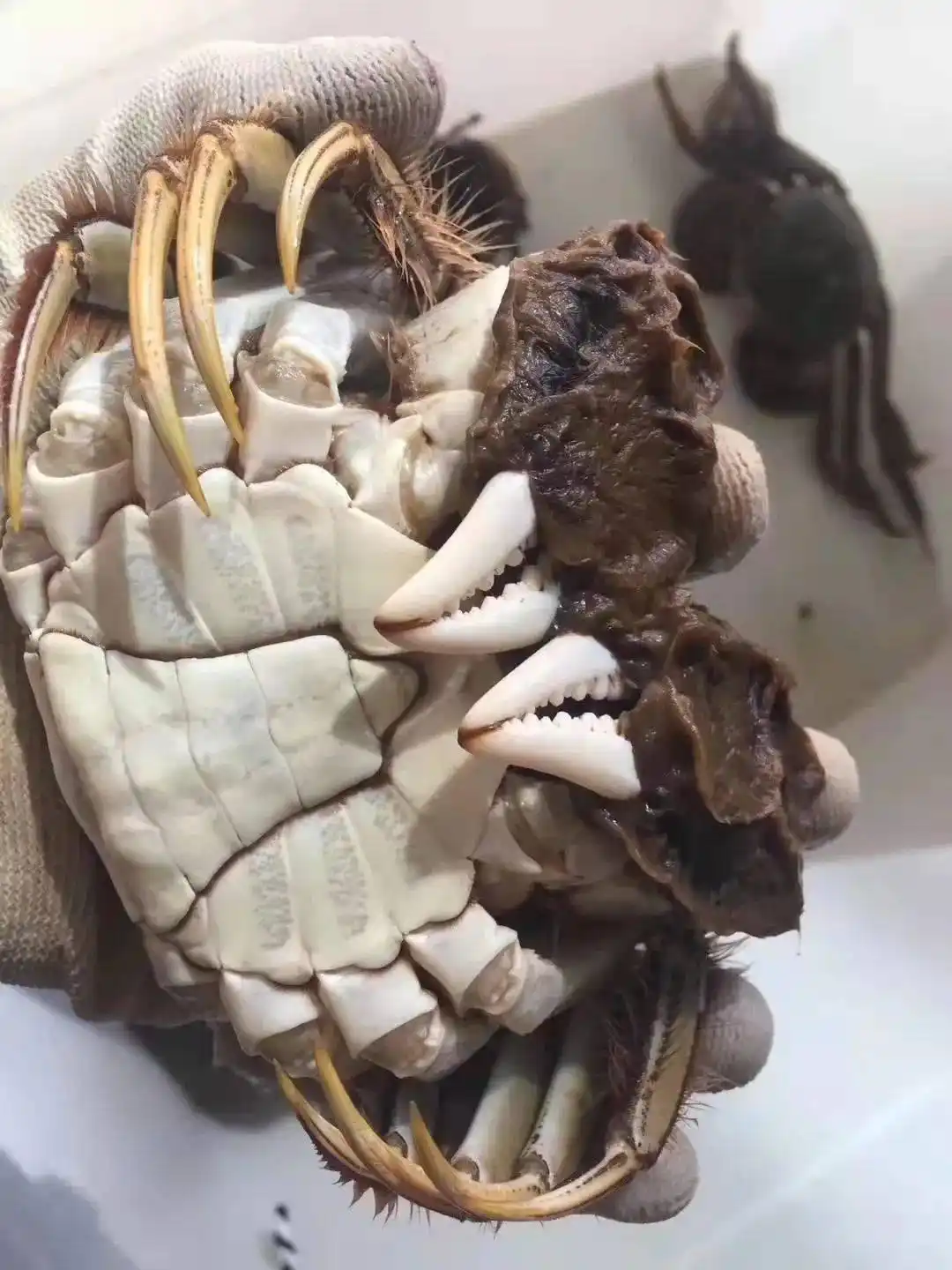 卖大闸蟹微商广告词_阳澄湖大闸蟹正宗产地 购买苏渔品牌蟹卡 阳澄湖大闸蟹协会认证防伪